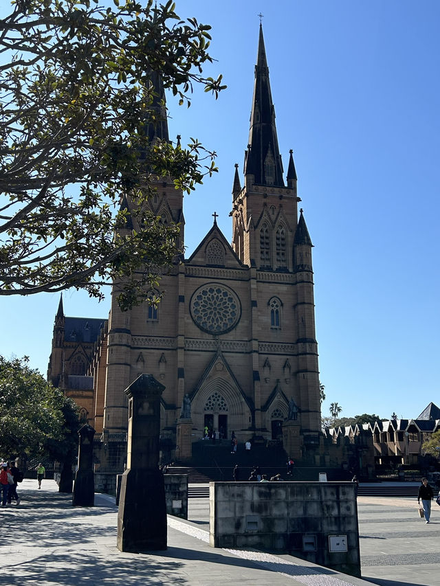 호주 시드니 “세인트 메리 대성당”🤎🇦🇺