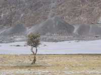 Nubra Valley Sand Dunes เล ลาดักห์ อินเดีย