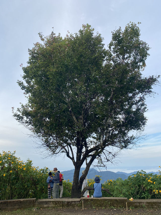 ทุ่งดอกบัวตอง | แม่ฮ่องสอน ⛰️🌼🌿🌳