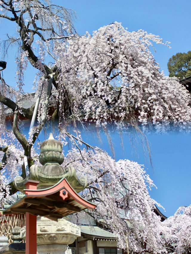 Serenity and Blossoms: A Hidden Gem at Himuro Shrine, Nara