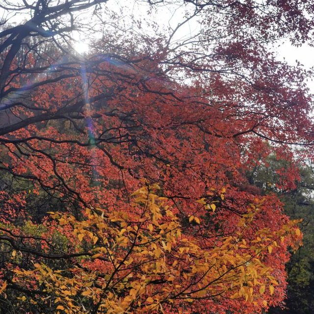 少华山 (Shao Hua Mountain)