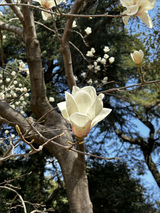 春季~來庭園美術館看看花吧