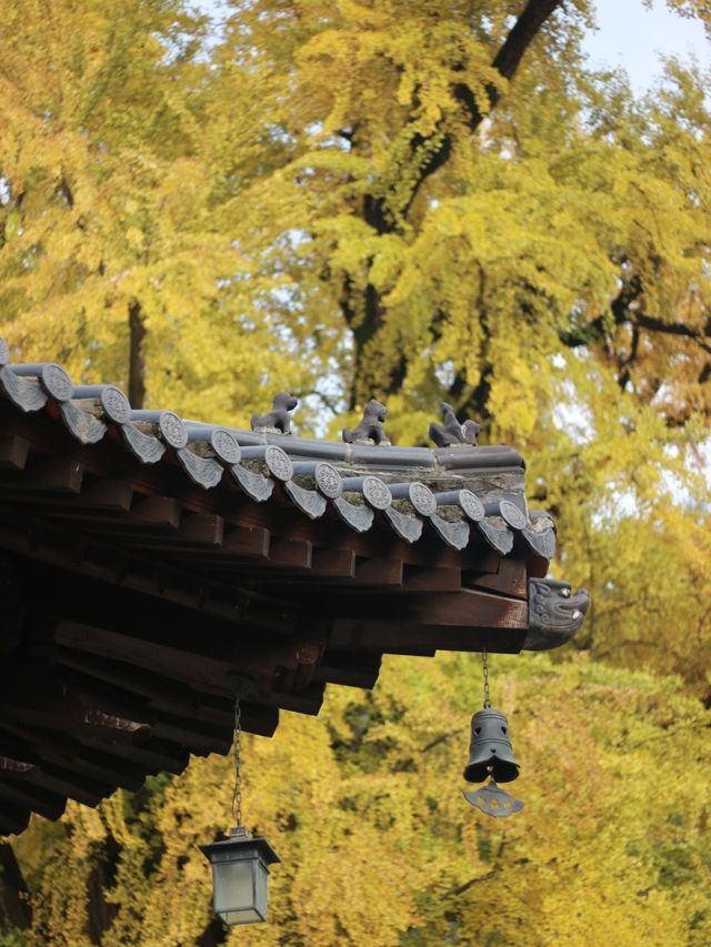 別再白跑一趟，古觀音禪寺銀杏觀賞指南。