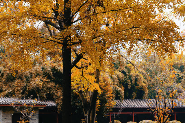 成都人民公園銀杏閣。