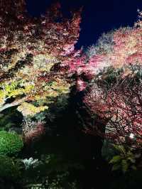 Special Opening: Kyoto Toji Temple Night Maple Light Show