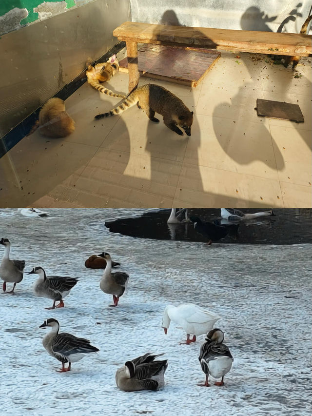 冬日探秘大連森林動物園，動物萌態百出！