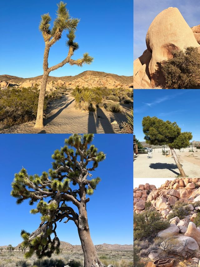 約書亞樹國家公園 | Joshua tree