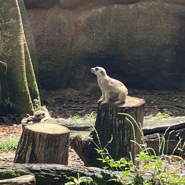 love the singapore zoo!