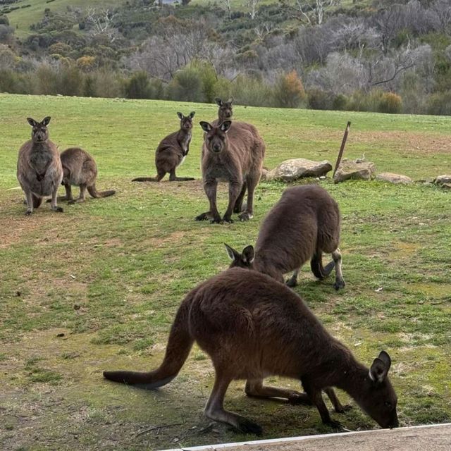 Kangaroo Island: Nature's Wonderland 🏝️🦘