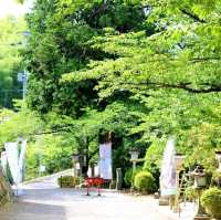 佐賀景點｜據說有神明居住的3000年大楠樹—佐賀武雄神社