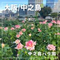 【大阪/中之島】カラフルで可愛いバラ🌹