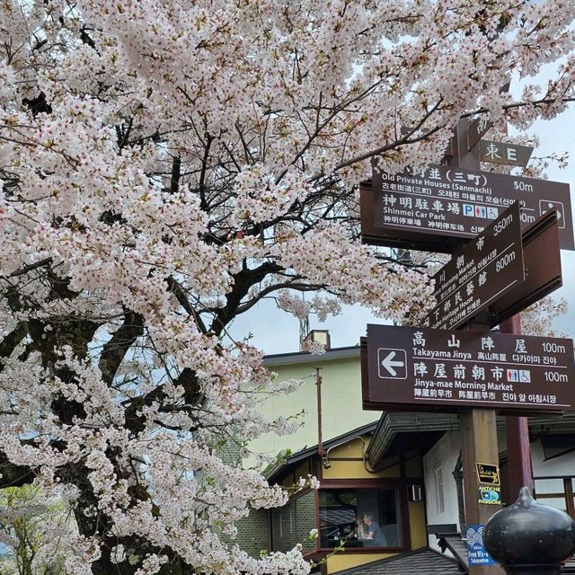 飛驒高山宮川兩岸 ，春櫻飛雪。