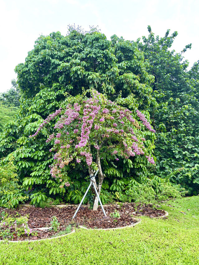 シンガポール　シンガポール観光　シンガポール植物園は広々ゆったり散策出来るぞ！