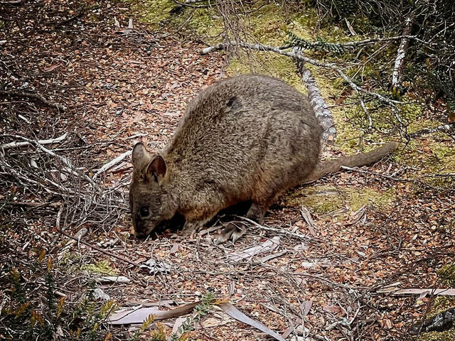 Cradle Mountain National Park: A Wilderness Adventure