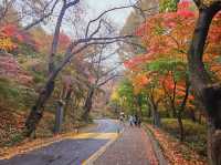 A nice trail of autumn foliage at Namsan Park trail