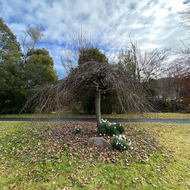 Alpine Serenity: Strolling Through Myrtleford