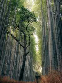 京都嵐山嵯峨野竹林