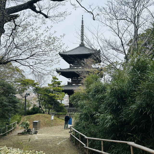 The country of Sakura 🇯🇵 