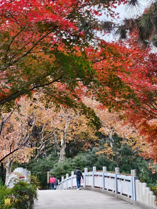 初冬的長風公園—五彩斑斕