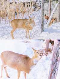 哈爾濱旅行丨比起雪鄉我更喜歡雪谷