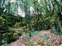 Magic Stone Forest Hiking Path