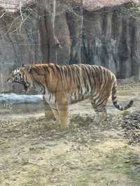 北京野生動物園暢遊攻略。