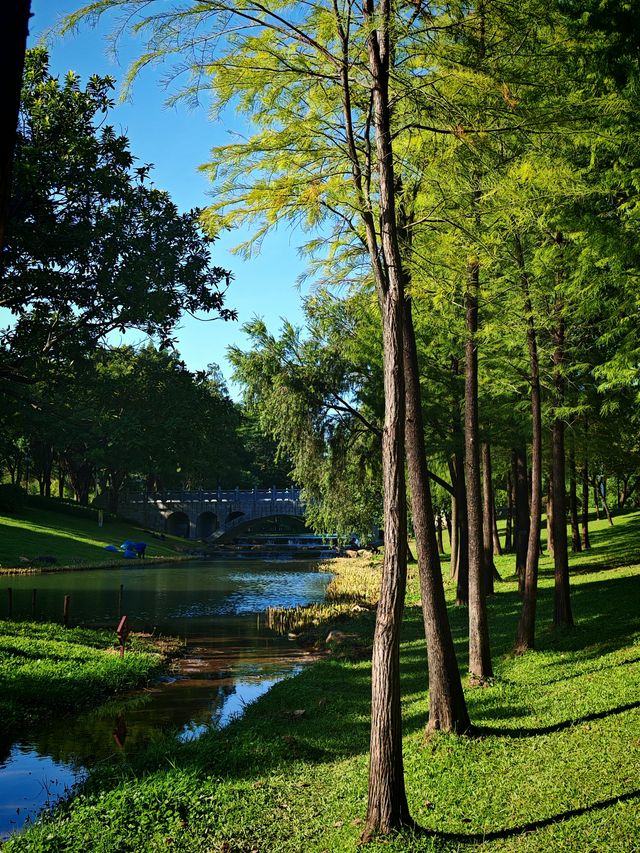 在深圳！想去無數次的公園，原圖不修也很美。