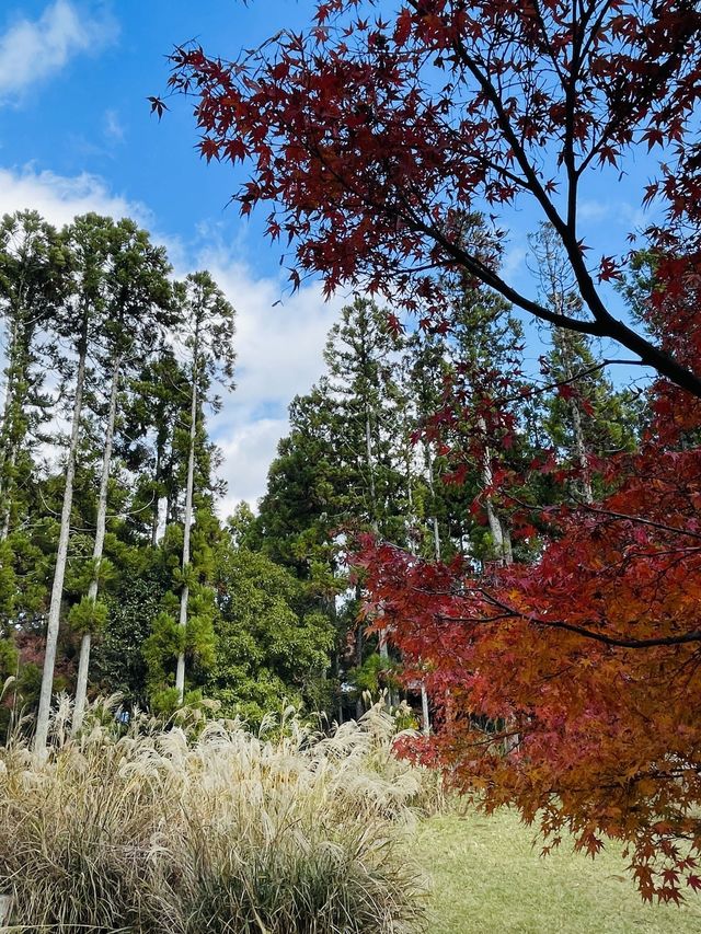 日本·京都