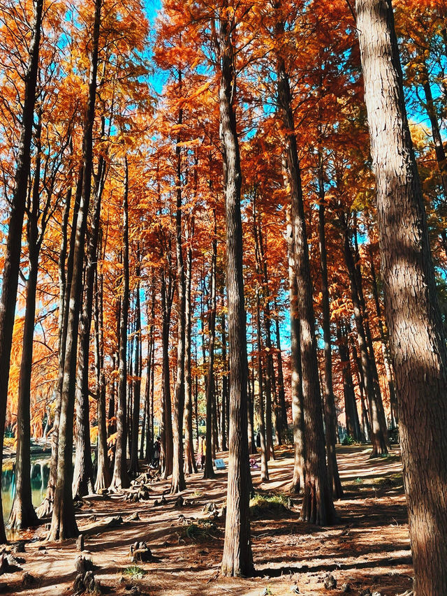 12月來無錫鼋頭渚不能錯過的絕美紅杉林