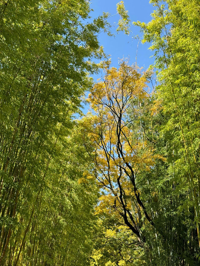 翠湖公園｜太值得一去了