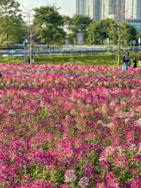 廣州本年度最好看的花海來啦