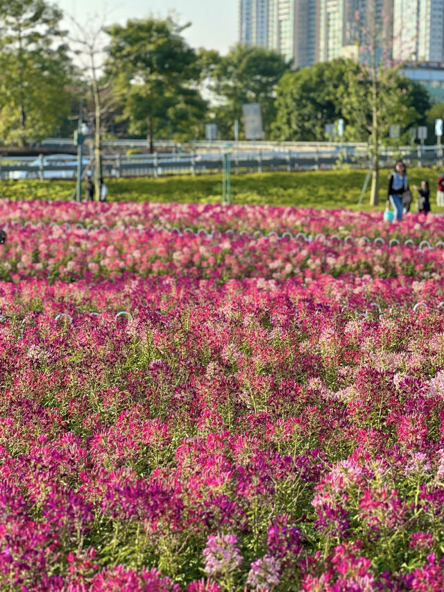 廣州本年度最好看的花海來啦