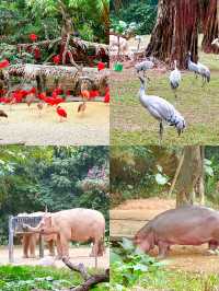 廣州長隆動物園超強攻略