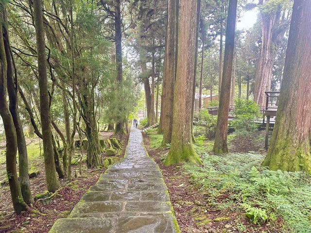 【2023 嘉義旅遊】阿里山森林遊樂區 森林芬多精 千年神木