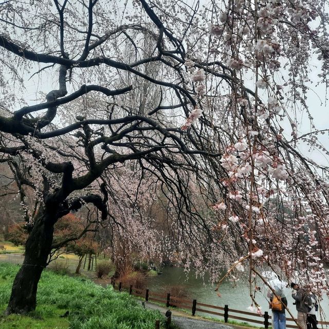 Early spring in Tokyo filled with blessings