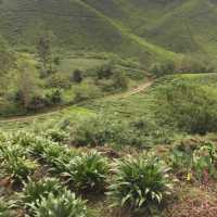 A Serene Retreat at Boh Tea Garden in Cameron Highlands