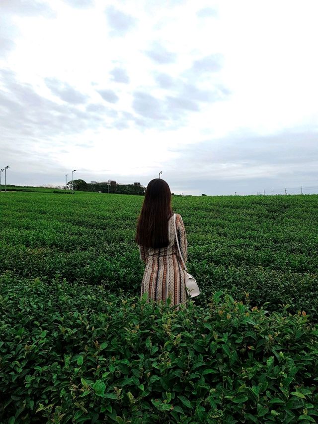 제주도 여행 필수 코스! : 오설록 티 뮤지엄🌿🍵