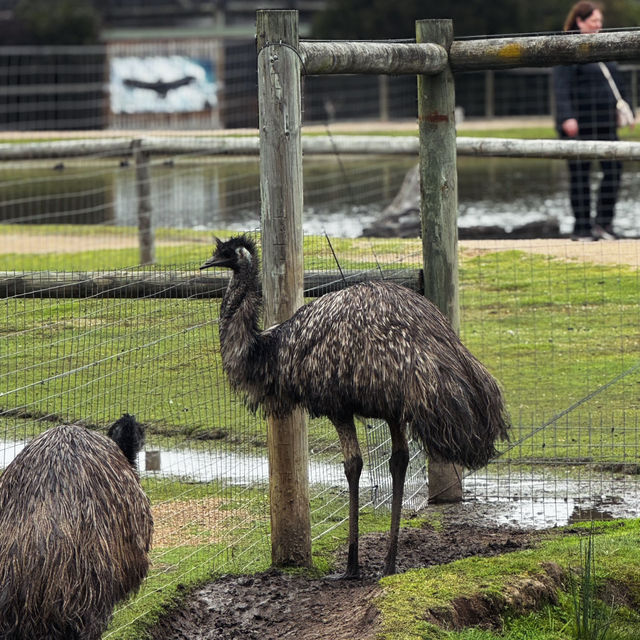  "Moonlit Sanctuary: A Day with Australia’s Wild Wonders"