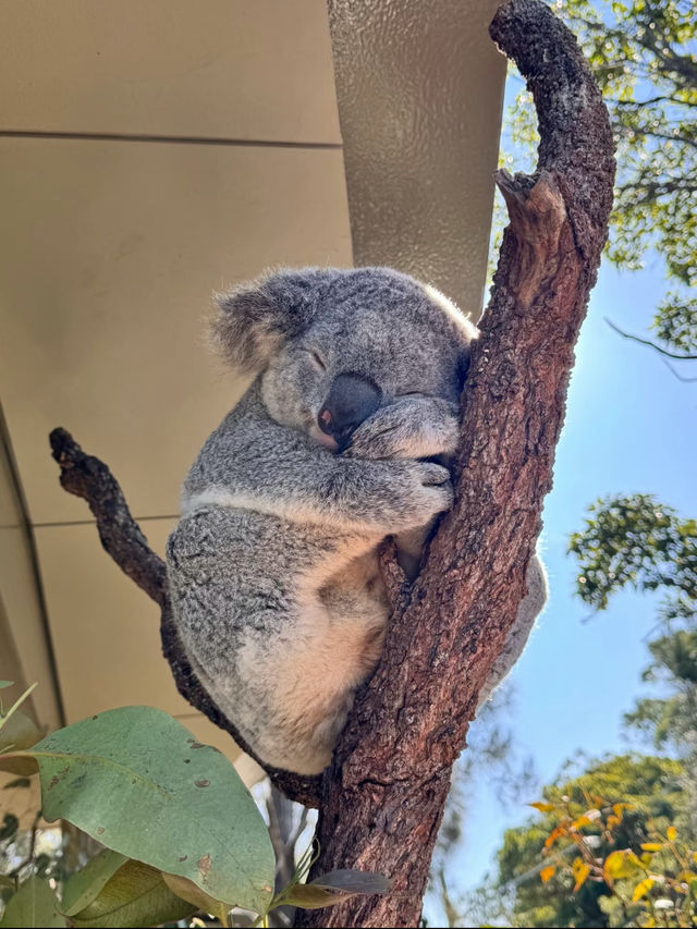 Taronga Zoo Sydney: A Wildlife Wonderland with Stunning Views