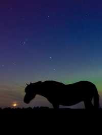 🐎A Magical Night Under Germany’s Northern Lights with my horse 😍