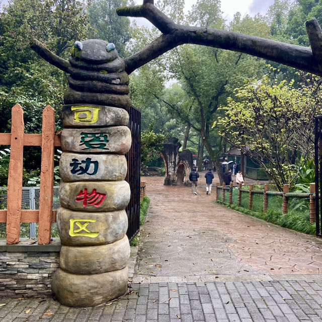 🔥來重慶動物園看熊貓寶寶了🐼🍼❤️