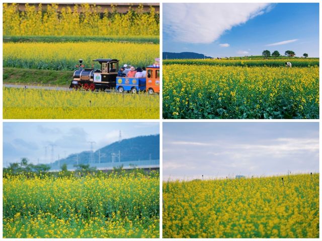 深圳ℓ初春花海