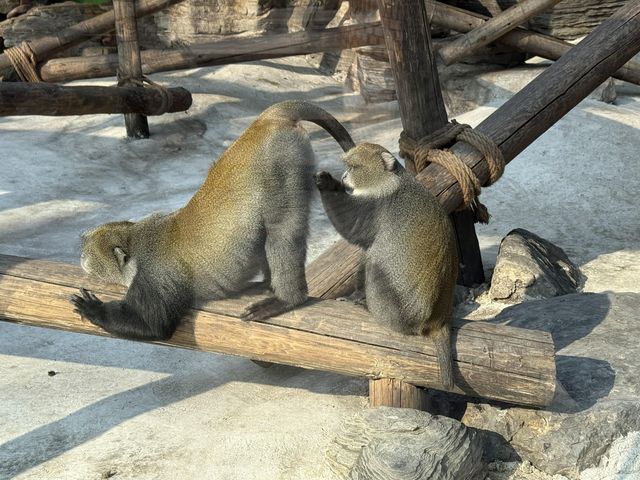 北京野生動物園暢遊攻略。