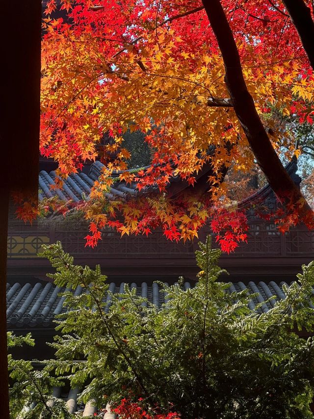 千年古寺秋景：楓葉與古寺的邂逅