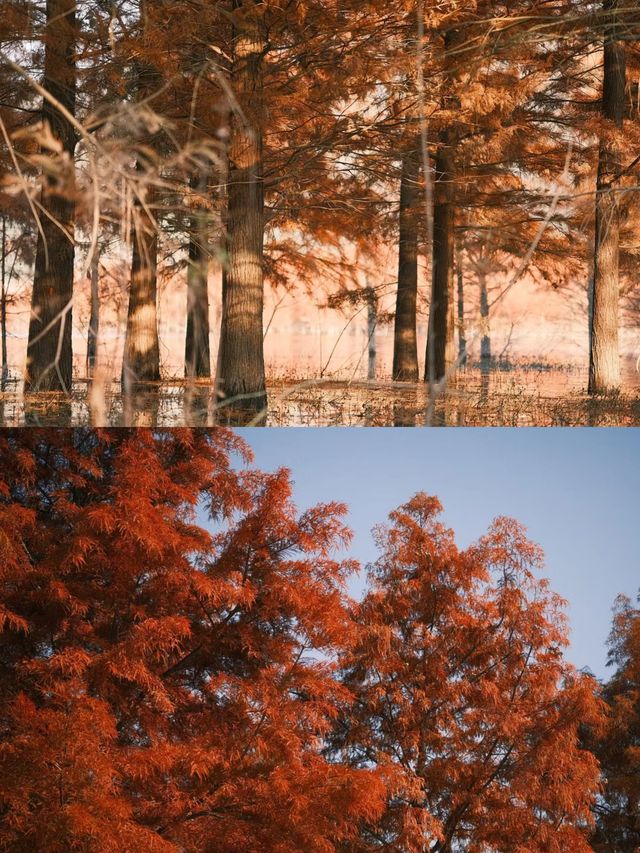 路過一片水杉林台州黃岩長潭水庫紅樹林