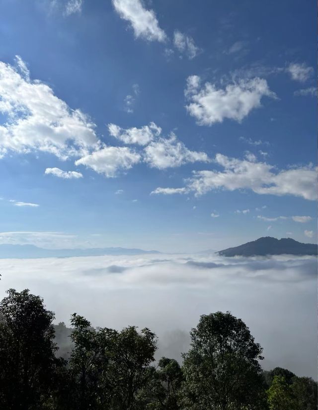 雲端之普洱景邁山