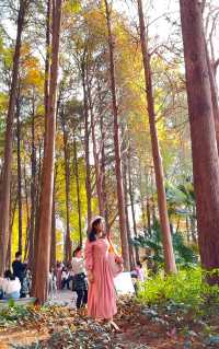 深圳｜洪湖公園落羽杉 錯過等一年