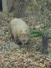 南京紅山動物園｜逛動物園是件正經事～