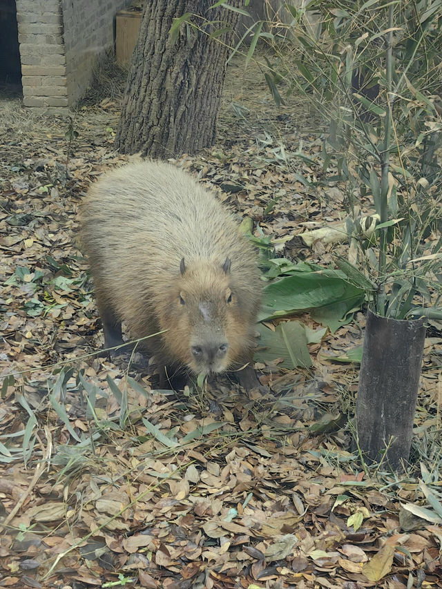 南京紅山動物園｜逛動物園是件正經事～