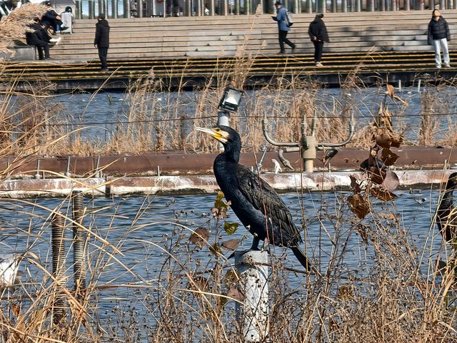 玄武湖觀鳥遊湖專線（1.12）實測